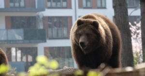 Russa é multada após usar IA para gerar foto de urso e causar pânico na população