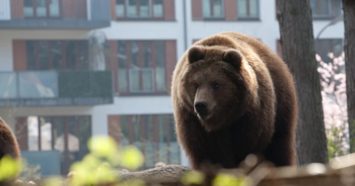 Russa é multada após usar IA para gerar foto de urso e causar pânico na população